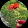 willowbloomying